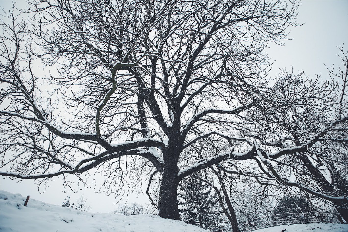 2016-01-17-04.53.22-1